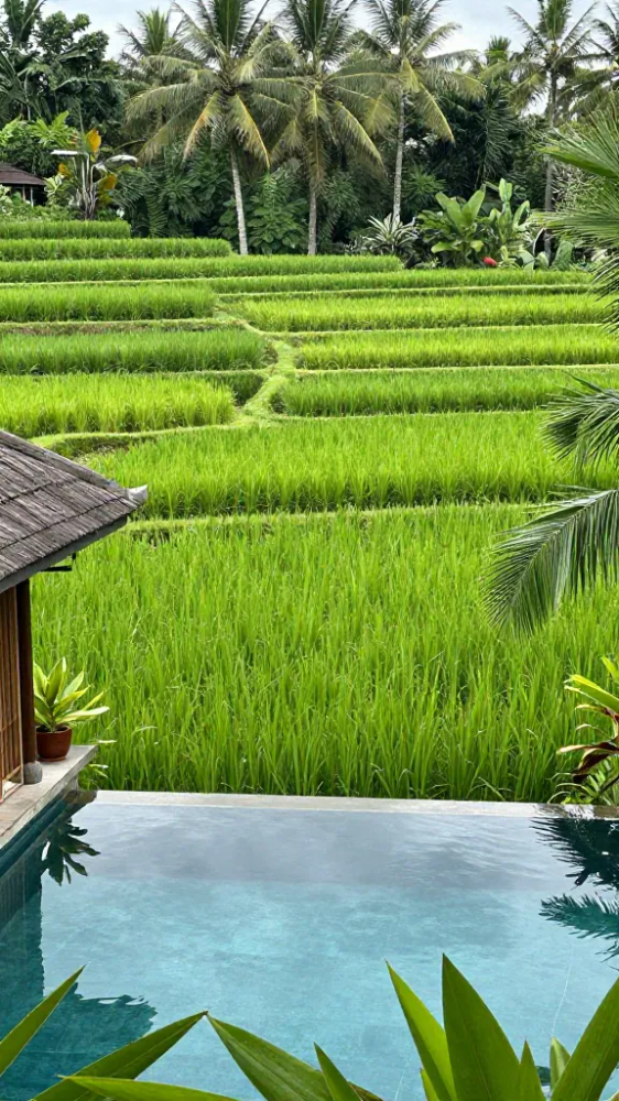 Shimmering green rice paddies in November