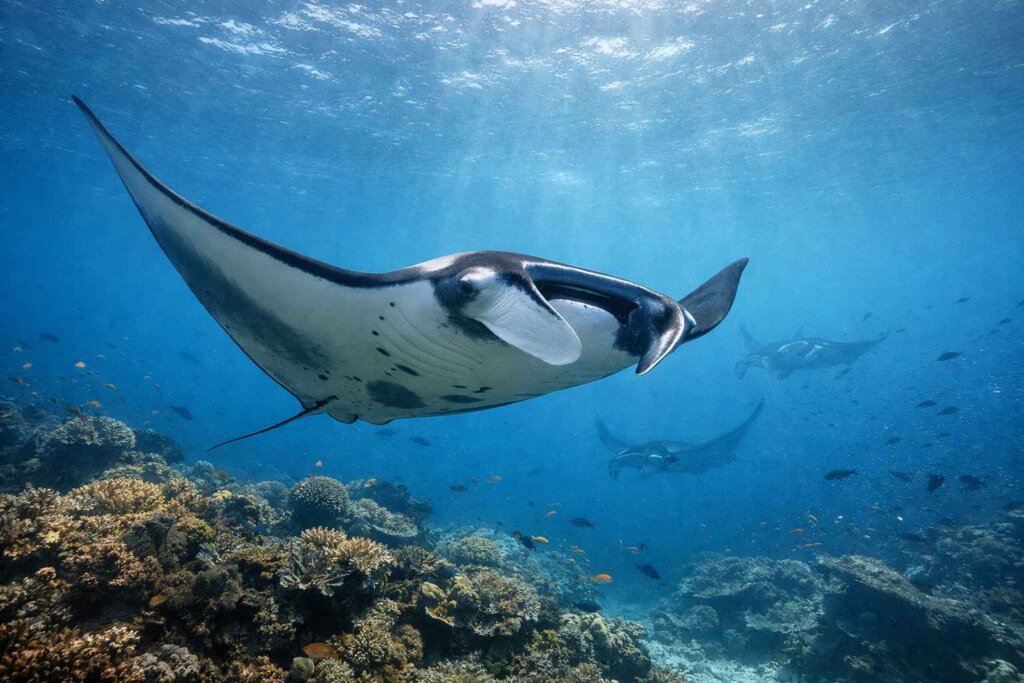Giant manta ray gliding through crystal blue water at Manta Ridge Raja Ampat