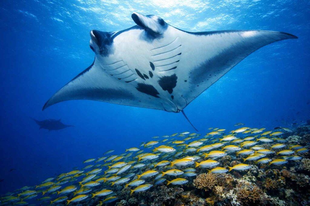 Oceanic manta ray gliding over reef at Blue Magic Raja Ampat