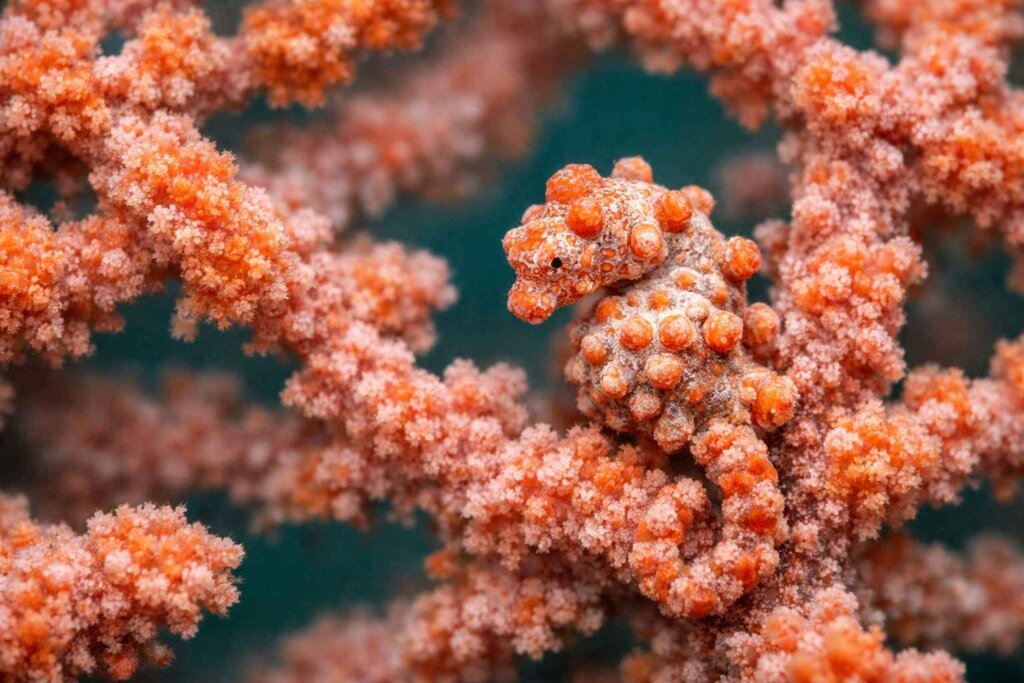 Pygmy seahorse clinging to orange soft coral Raja Ampat Indonesia