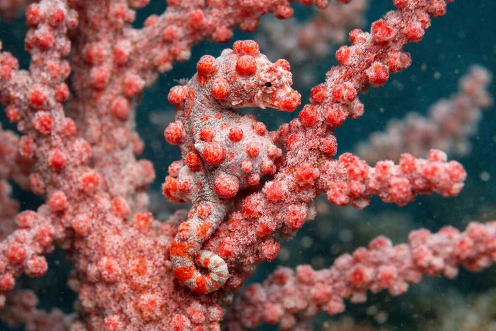 Pygmy seahorse clinging to sea fan at Cape Kri Raja Ampat dive site