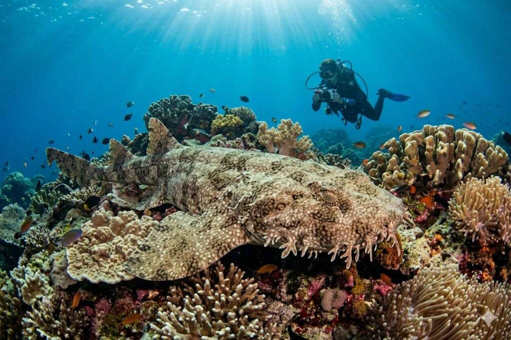 Wobbegong carpet shark resting on coral reef Raja Ampat Indonesia scuba diving