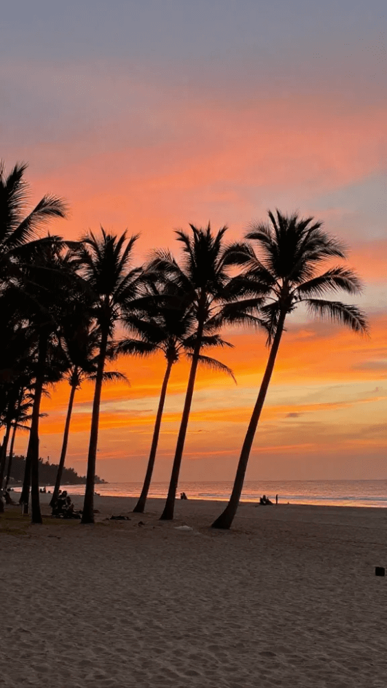 Palm Tree Groves for Beach Ig Pictures