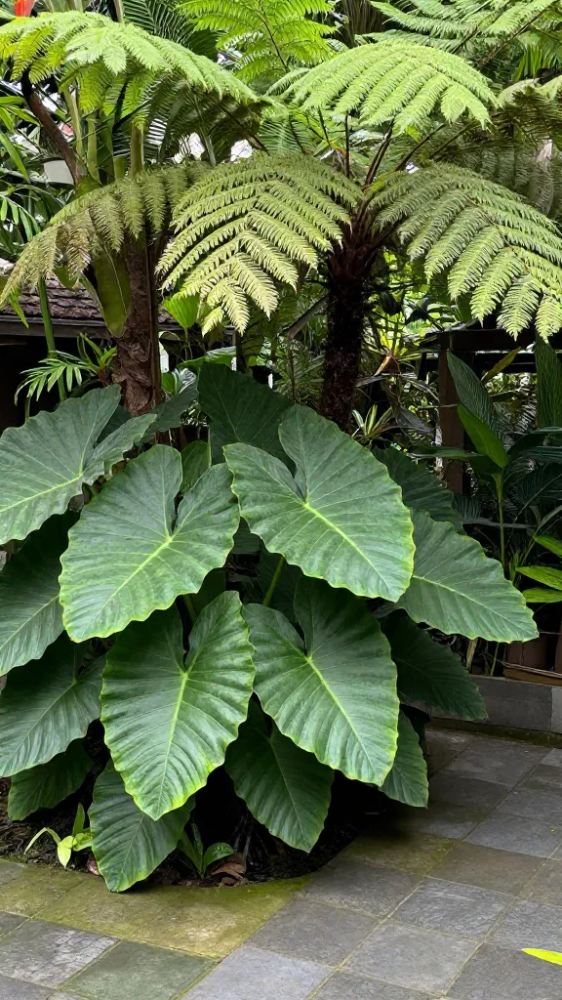 Lush Ferns and Broad-Leaf Tropical Plants