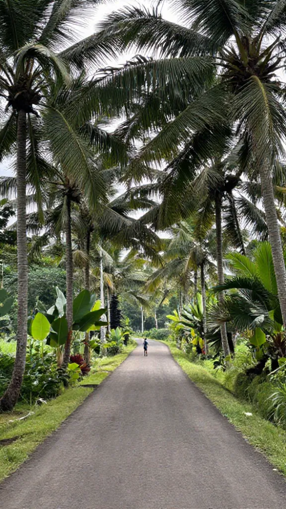 Winding Roads Lined with Palm Trees
